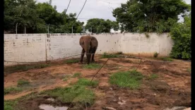Elefante Tantor