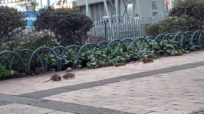 Uaesp realiza operativos para controlar la presencia de roedores en la ...