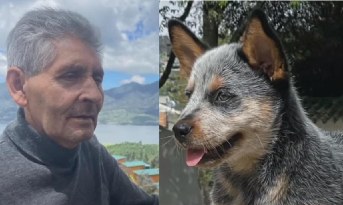 Esto se sabe del conductor que atropelló a adulto mayor y a su mascota ...