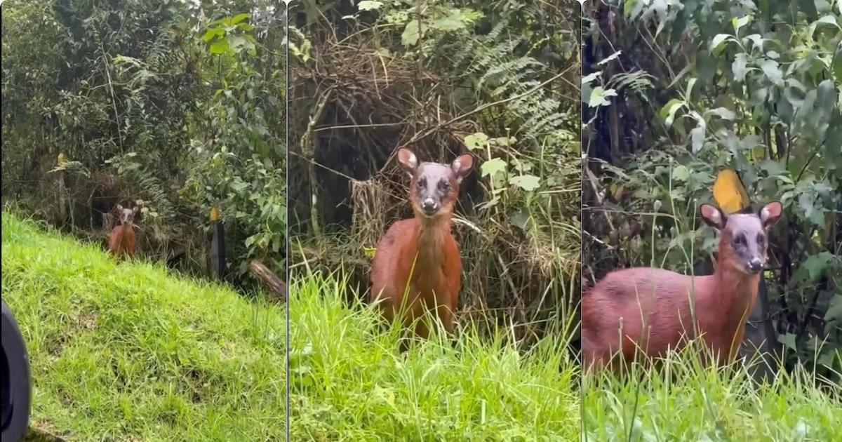 Video: venado rojo andino reaparece en zona de alta montaña en Colombia