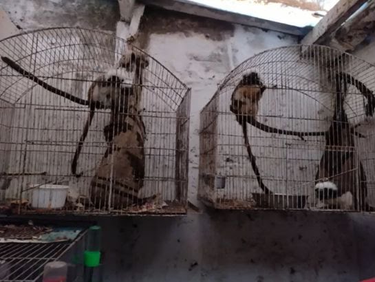Animales rescatados en Manizales, Caldas que se encontraban en condición de maltrato extremo / Corpocaldas