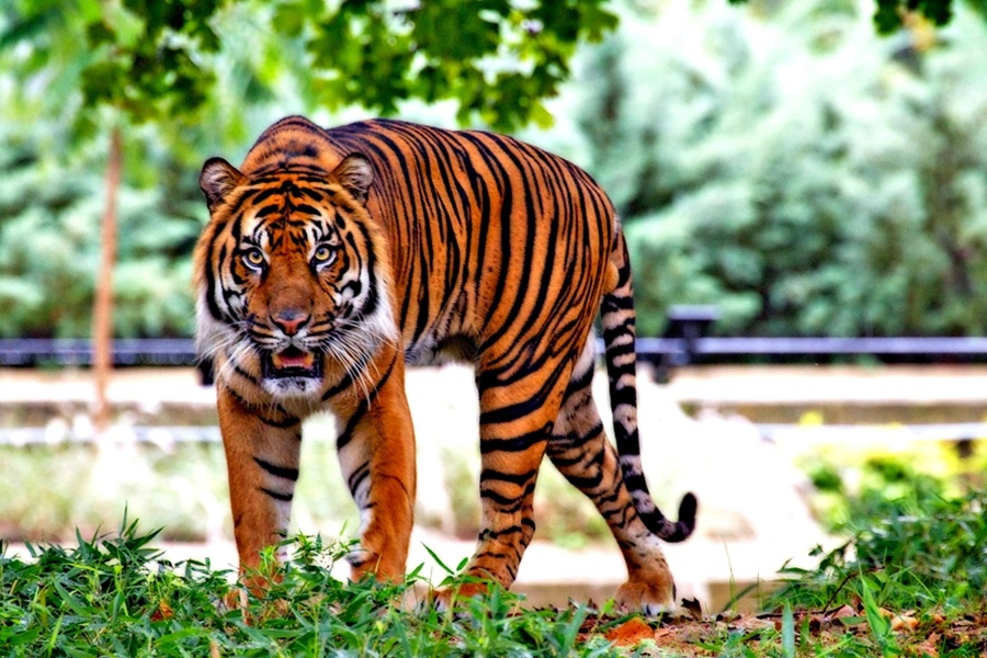 tigre