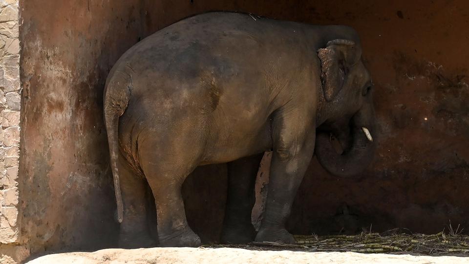 Traslado Kaavan