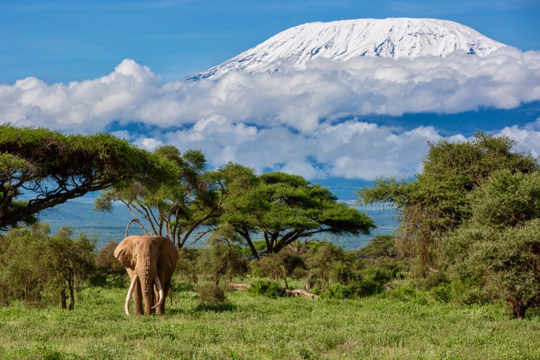  ecosistema de Amboseli en Kenia 