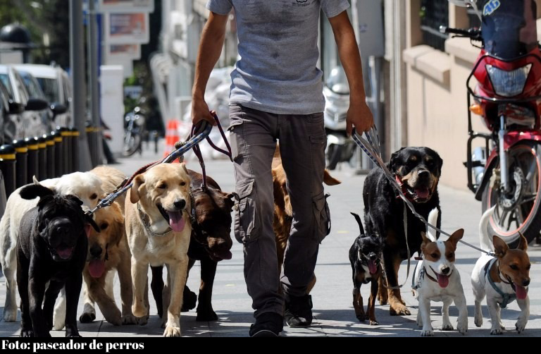 Paseador de perros en Bogotá