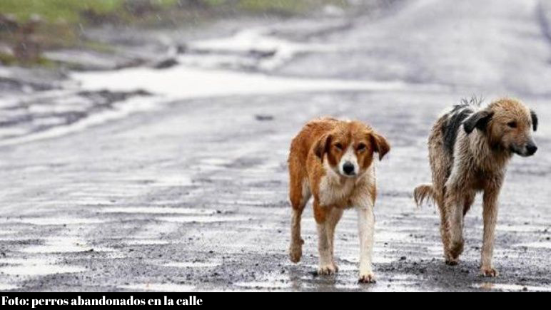 perritos en la calle