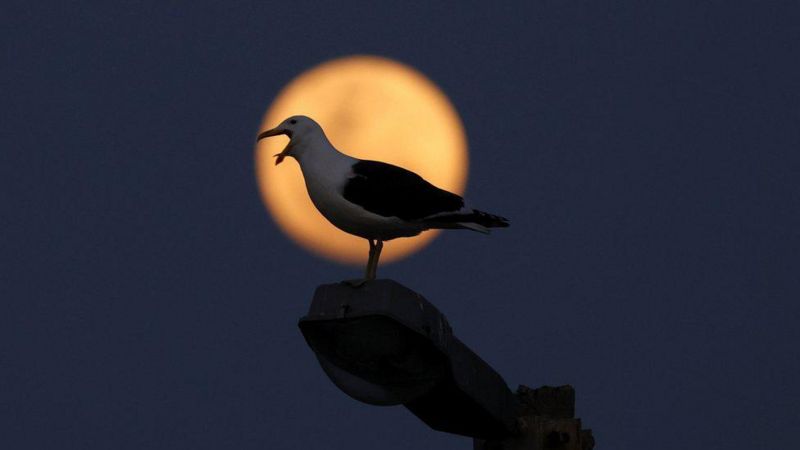 SUPERLUNA SUDÁFRICA