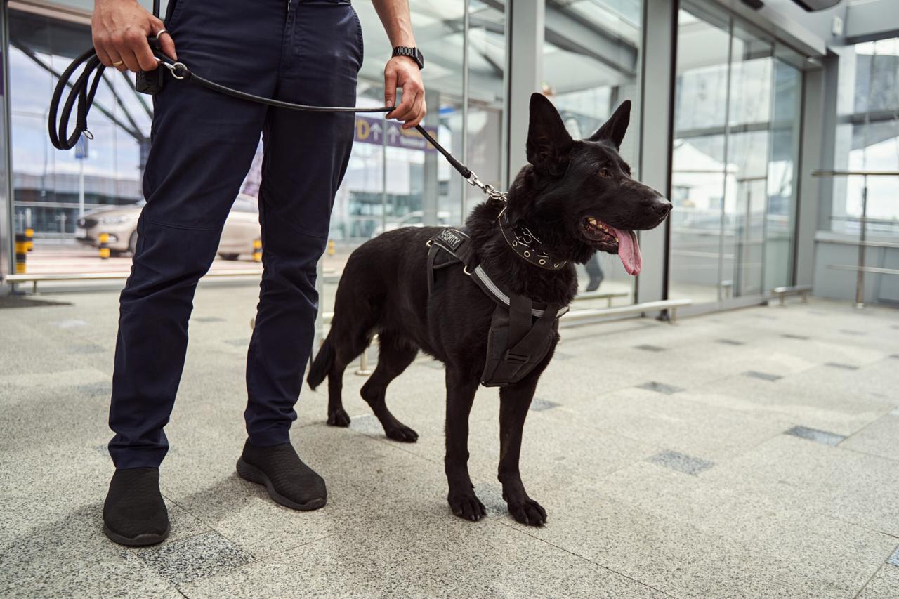 En varios centros comerciales se usa el binomio vigilante y canino.