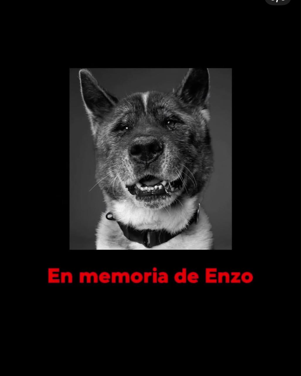 Enzo, perro de J Balvin. Redes sociales.