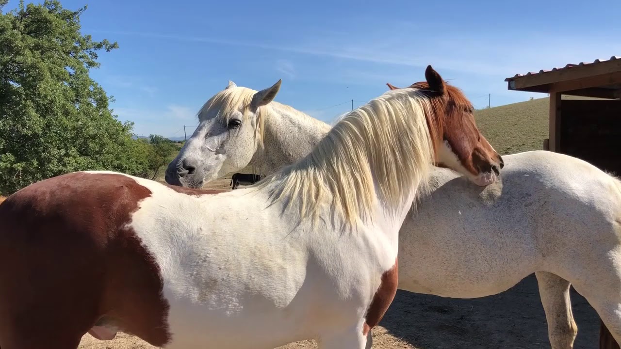 Caballo follando a puta  veterinariosreyesmagos.es