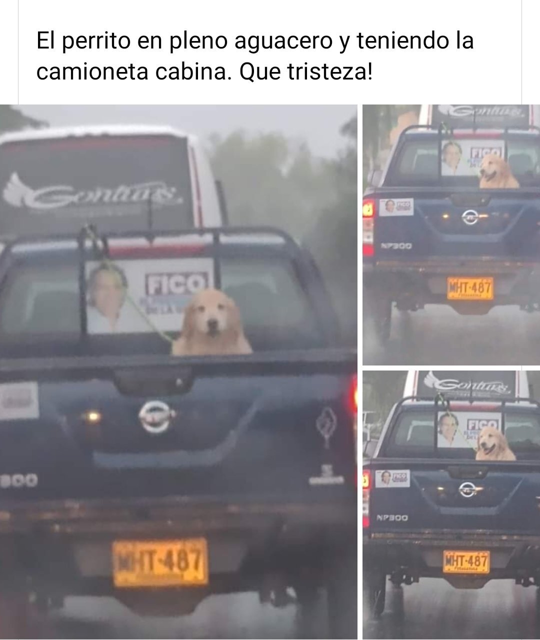 canino