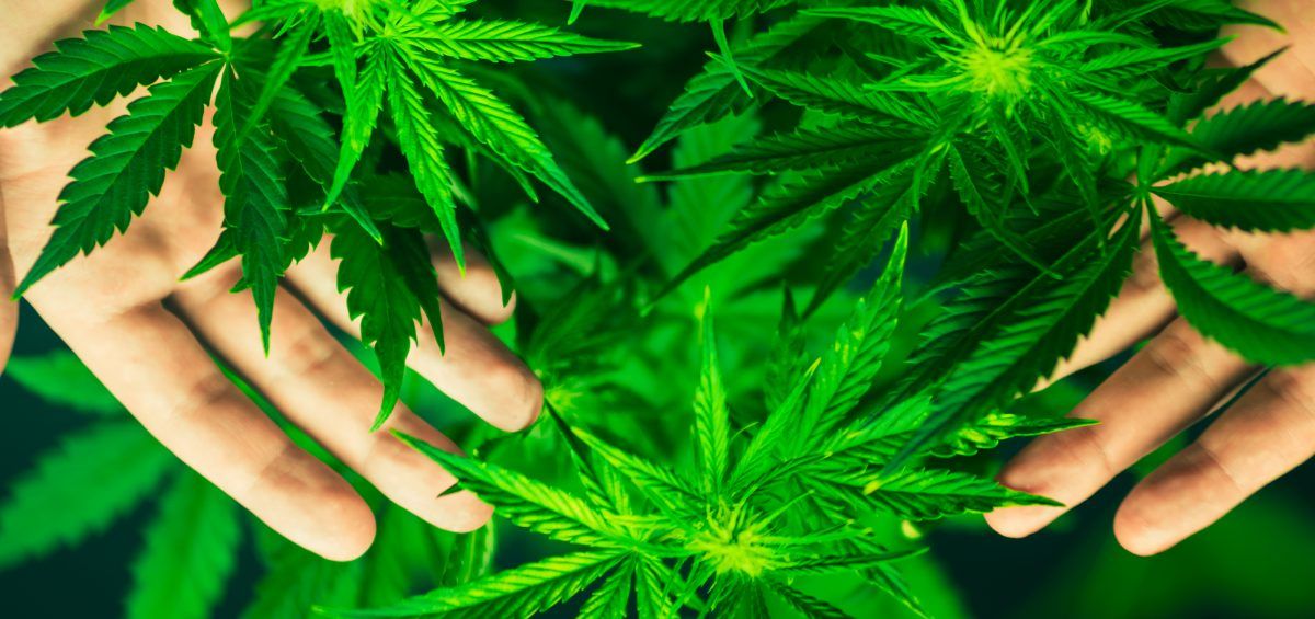 Marihuana