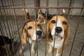 Beagles rescatados de un criadero/Zona de Prensa