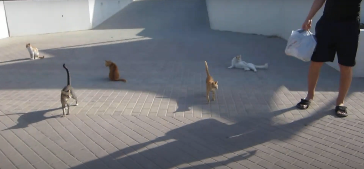 Gatos