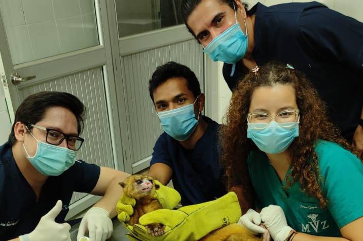 Equipo de médicos veterinarios de la Corporación Autónoma Regional para la Defensa de la Meseta de Bucaramanga y estudiantes de último semestre de medicina veterinaria de la Universidad Cooperativa de Colombia (UCC) / Foto: CDMB