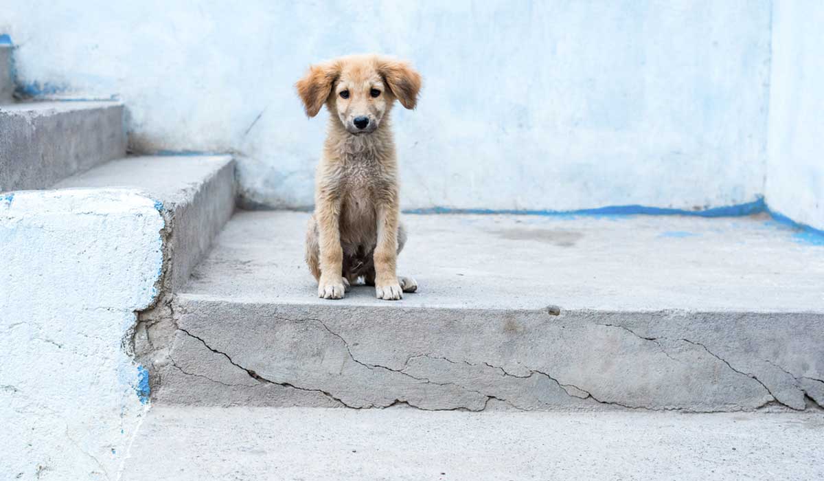 Perro en Ubaté