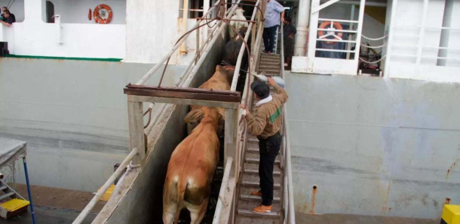Tortura de 30.200 bovinos enviados de Colombia a Egipto