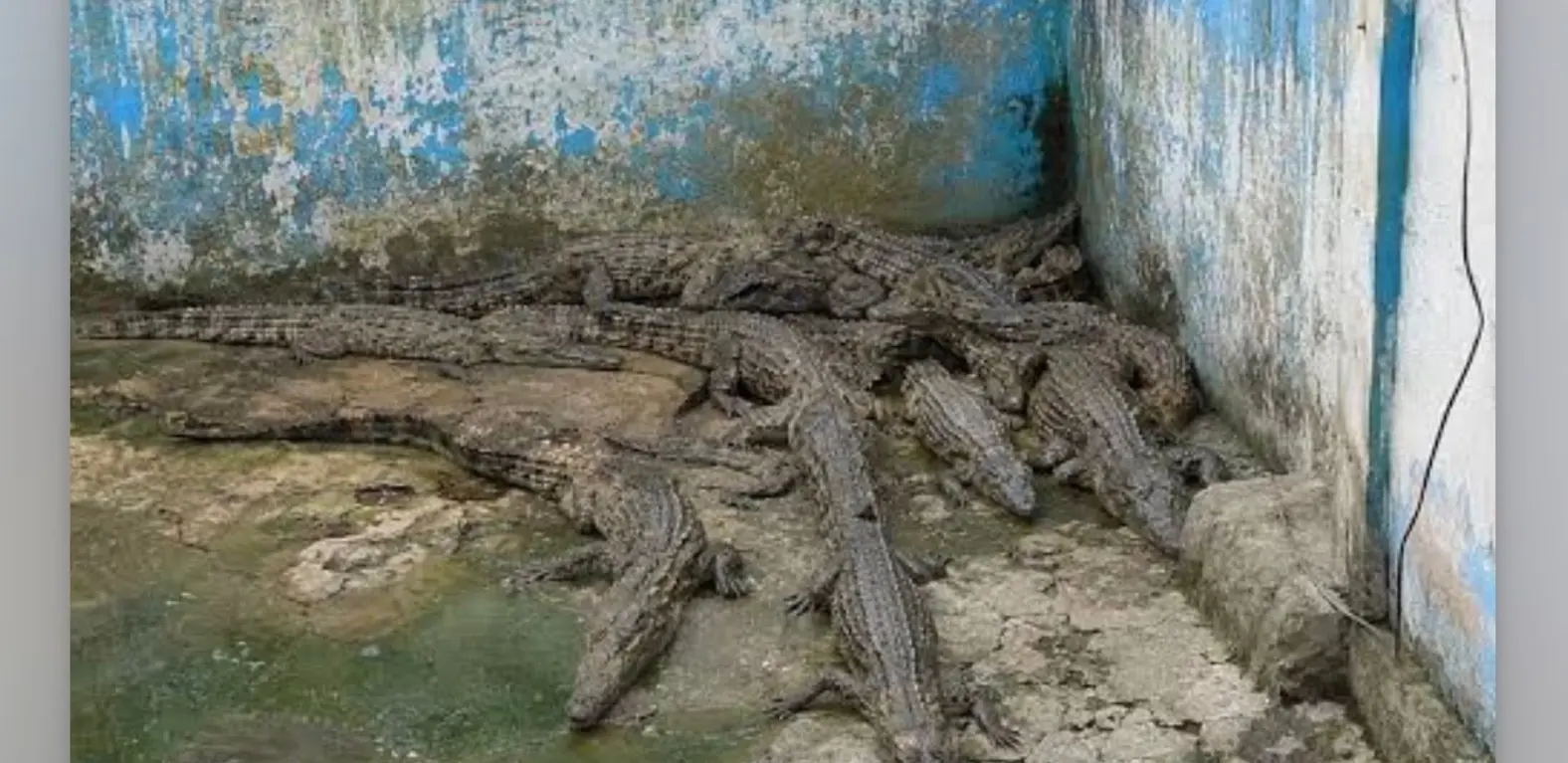 Caimanes investigación