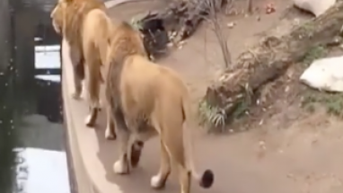 Caída de león en zoológico