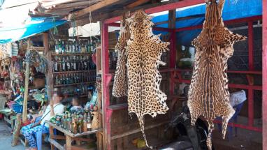 Reinicia el comercio de vida silvestre en Perú