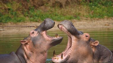 hipopotamos de pablo escobar