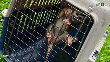 Monos, tucanes, zorros, pavas, chiquitos, loras, entre otras especies, fueron encontradas en su poder