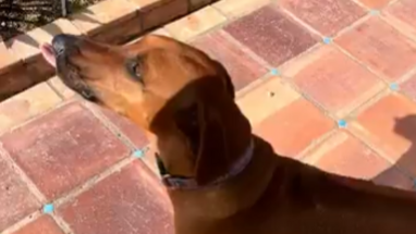 perrita golpeada hasta morir