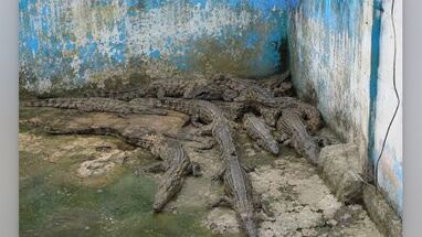 Caimanes investigación