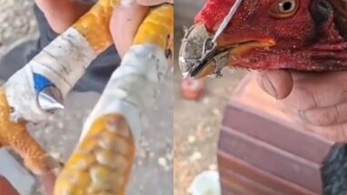Rescatan 111 gallos “armados” con púas y picos metálicos para peleas clandestinas