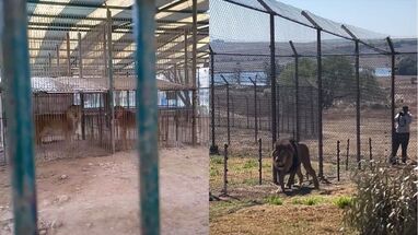 De pequeñas jaulas a santuarios: así fue el rescate de 30 leones y tigres tras décadas de maltrato