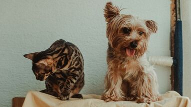 Mascotas perro y gato