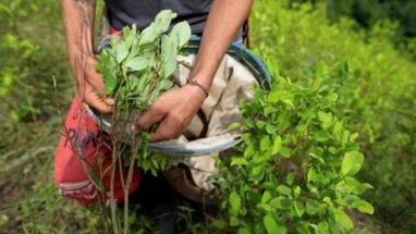 The Economist alerta: Colombia produce cerca del 70 % de la cocaína del mundo