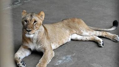 Tres leonas mueren en un zoológico de Tokio durante la ola de calor en Japón