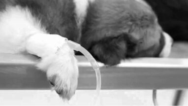 Falso veterinario fue condenado por la muerte de un perro