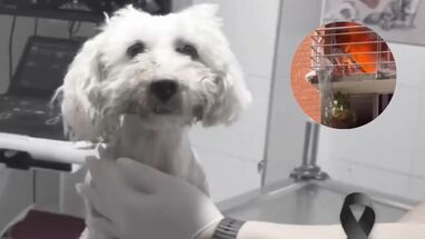 Murió Molly, la perrita que saltó desde un quinto piso para escapar de un incendio en Neiva