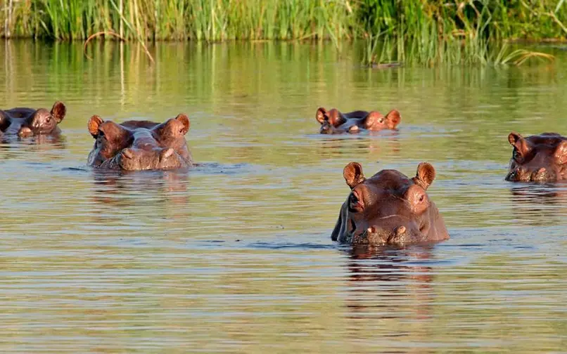 Hipopótamos especie invasora 