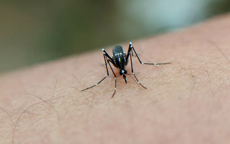 dengue 31 enero