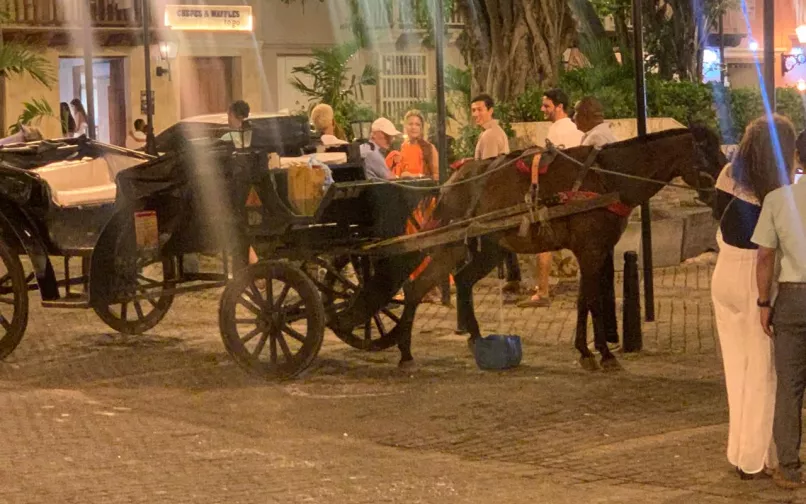 caballos de cocheros en Cartagena