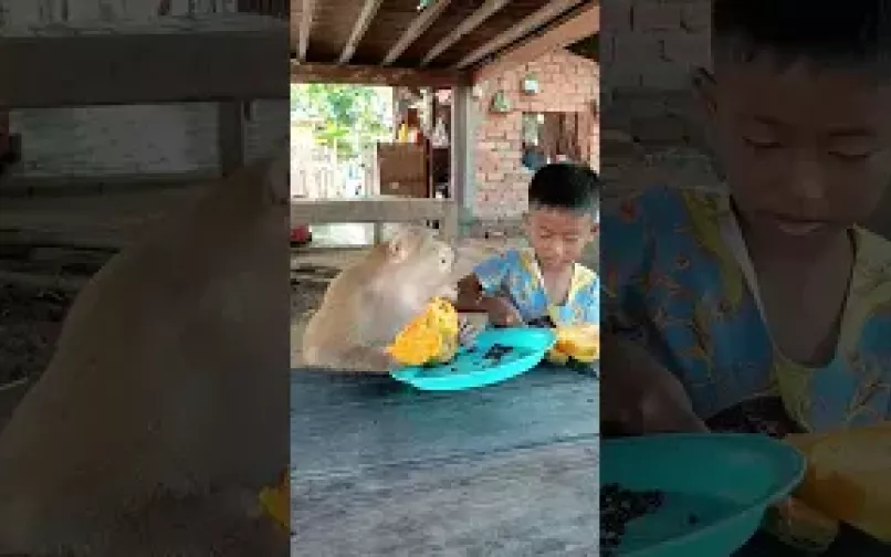 Video viral: mono y niño comiendo papaya