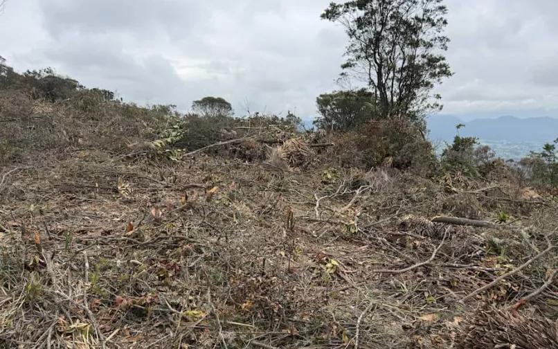 deforestacion de frailejones y arboles nativos en tenjo