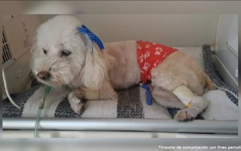 falso veterinario judicializado por maltrato 25