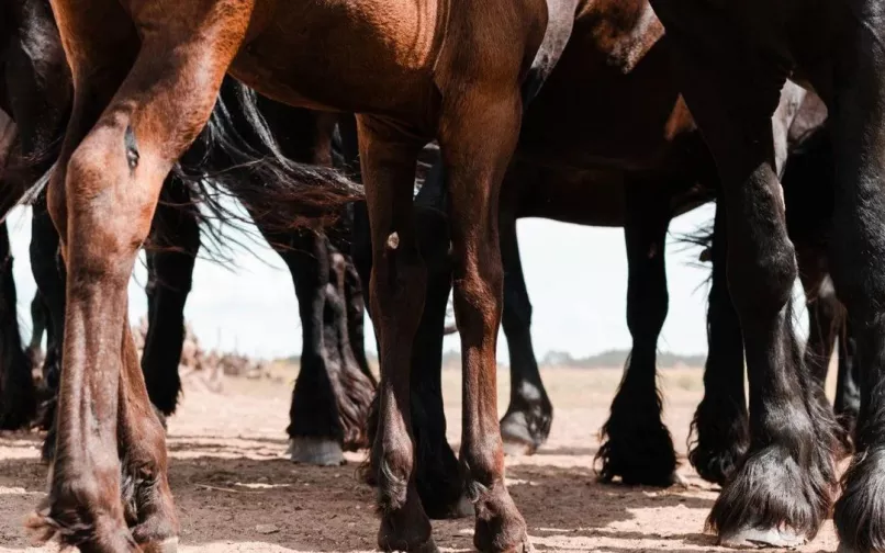 caballo muere en cabalgata en san gil