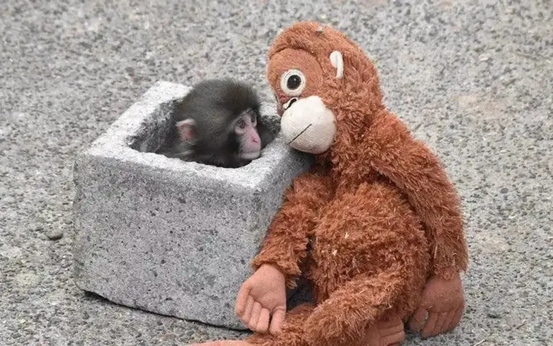 El pequeño mono Punch junto a su fiel compañero. Foto @SuperViiral