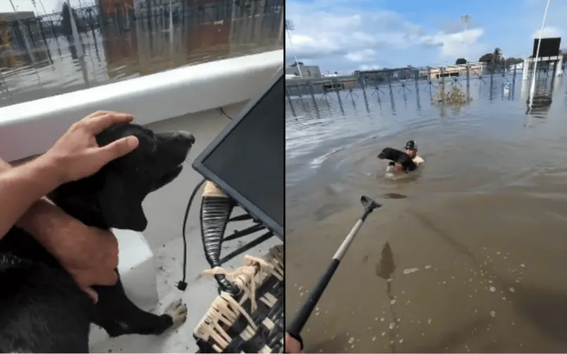 El perrito se acercó a los rescatistas en medio de la inundación