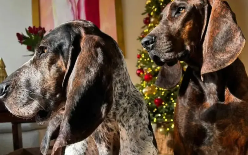 Sabueso Fino Colombiano