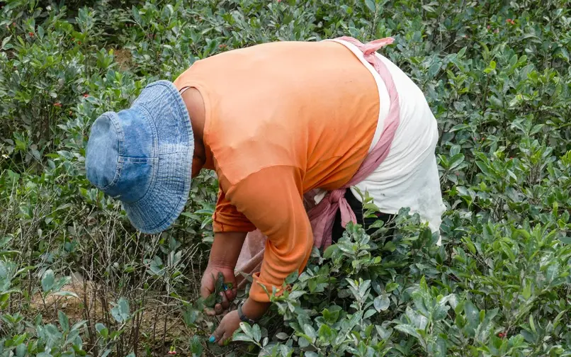 Erradicación manual de coca