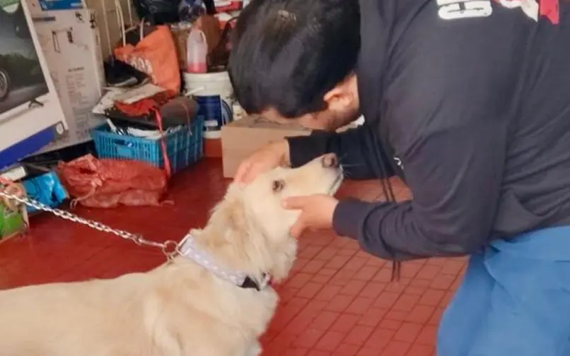 El estado de salud del perro es evaluado por profesionales veterinarios