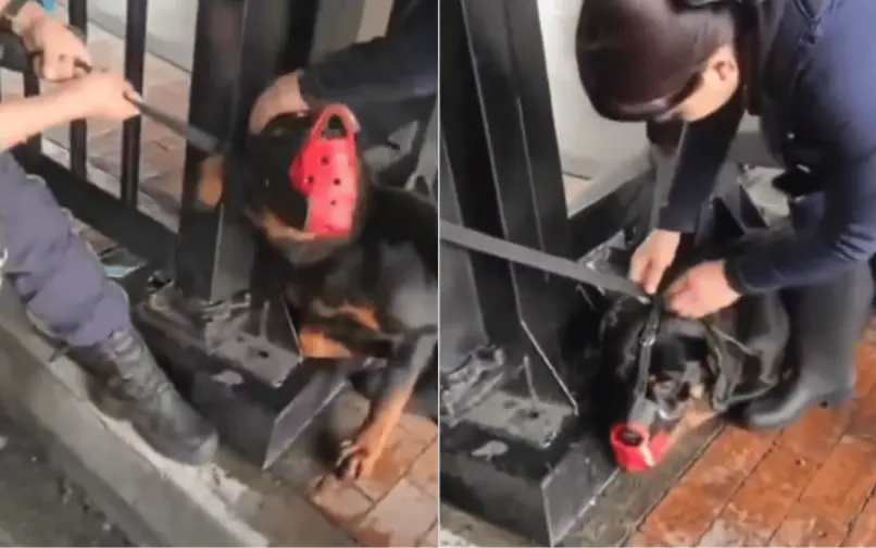 Maltrato animal en estación de Transmilenio
