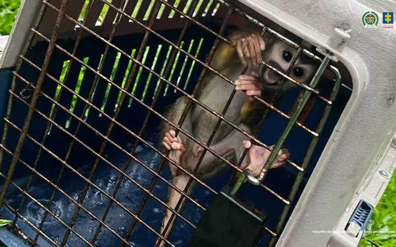 Monos, tucanes, zorros, pavas, chiquitos, loras, entre otras especies, fueron encontradas en su poder
