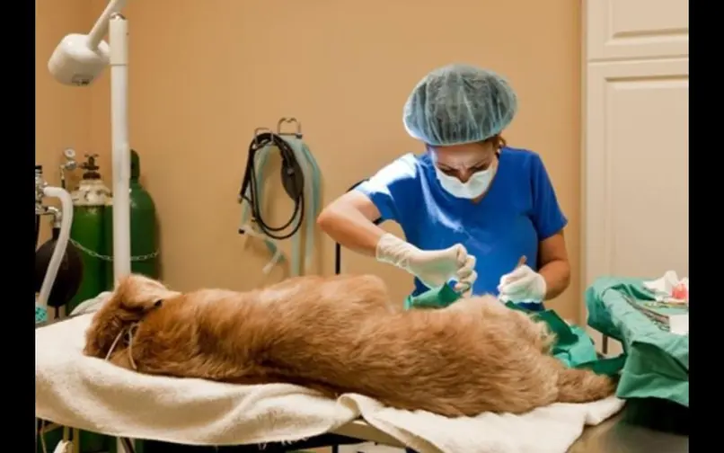 Esterilización